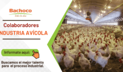 Industria Avícola Bachoco requiere contar con los mejores colaboradores
